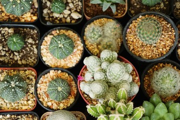 Beautiful small the cactus in the pot