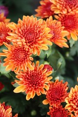 Chrysanthemums flower is beautiful in the garden