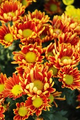 Chrysanthemums flower is beautiful in the garden