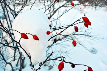 Bush with ripe wild rose berries covered with snow on the background of white snow