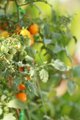 Fresh tomatoes on the tree in garden