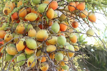 Betel palm on tree with the nature