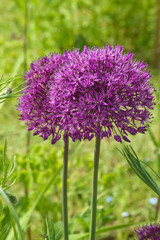 Beautiful and vibrantly colorful Flower Portraits and interesting and unusual gardens.