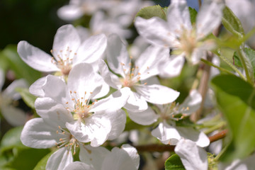 Obraz na płótnie Canvas White Apple Flowers. Beautiful flowering apple trees.