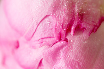 Beautiful pink pion flower with water drops and dew in macro with sunlight