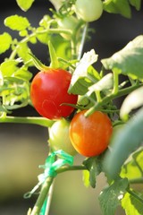 Fresh tomatoes on the tree in garden