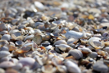 Muszle na plaży © Alicja Łepek