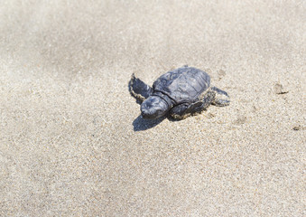 A baby turtle crawling through the sand to the ocean. Bali. Indonesia
