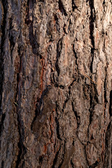 Tree bark