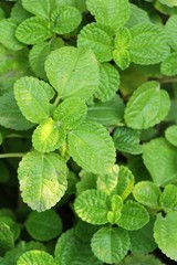 Fototapeta na wymiar Pepper mint leaves in garden with nature