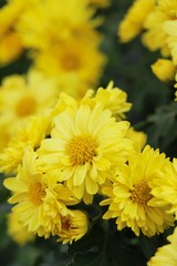 Chrysanthemum morifolium is beautiful in the garden