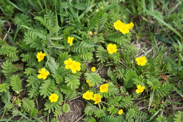 Pawtidae gooseneck, or goosefoot (Latin Potentilla anserina) with yellow flowers spreads on the ground. View from above.