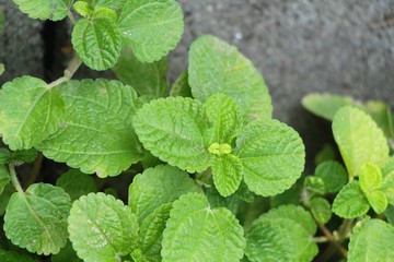 Fototapeta na wymiar Pepper mint leaves in garden with nature