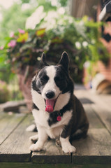 portrait of a dog in the garden