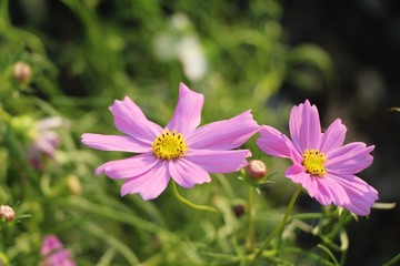 Beautiful cosmos colorful flowers in the garden