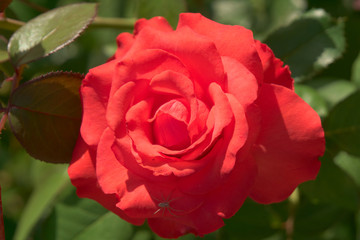 Red tea rose.