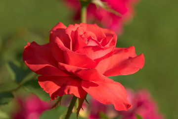 Red tea rose.