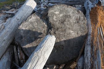 Cross-section of wooden stem in La Push beach area, La Push, WA