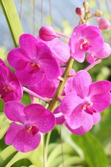 Orchid flower is beautiful in the garden