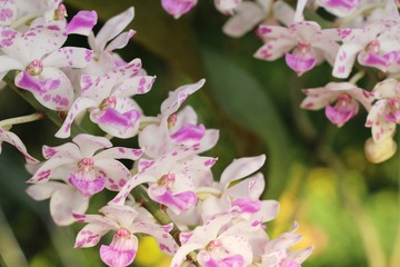 Obraz premium Orchid flower is beautiful in the garden