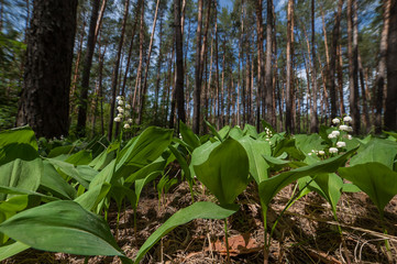 Landscape with lily of the valley flowers