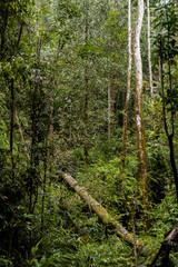 Sinharaja Forest Reserve in Sri Lanka Jungle greens danger