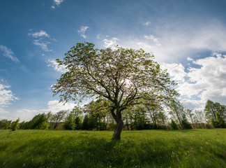 Fototapeta na wymiar Spring landscape with tree on meadow