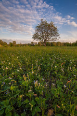 Spring landscape with tree on meadow