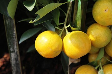 Ripe orange fruit hangs on the tree