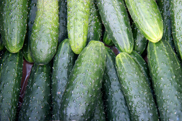 fresh cucumbers for sale at farmers market
