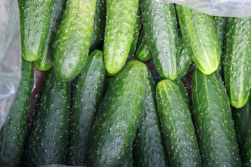 fresh cucumbers for sale at farmers market
