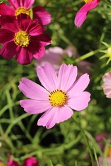 Obraz premium Beautiful cosmos colorful flowers in the garden