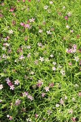Fototapeta premium Pink gypsophila flower beautiful in the nature