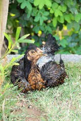 Fighting cock with the nature in garden