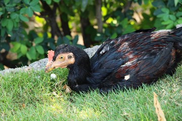 Fighting cock with the nature in garden