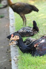 Fighting cock with the nature in garden