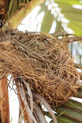 Bird nest on tree with the nature