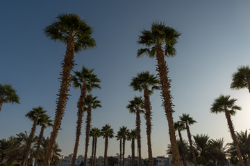 Silhouette of Palm Trees at Abu Dhabi, UAE