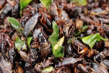 fried insects is delicious at street food