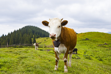 Fototapeta na wymiar Cow grazing on mountain valley pasture
