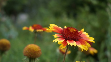 orange flower in the garden