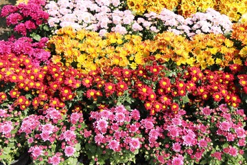 Fototapeta premium Chrysanthemums flower is beautiful in the garden