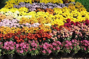 Chrysanthemums flower is beautiful in the garden