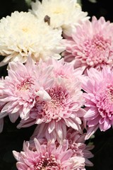 Chrysanthemums flower is beautiful in the garden