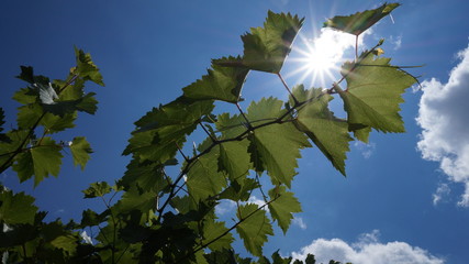 grape leaves against blue sky