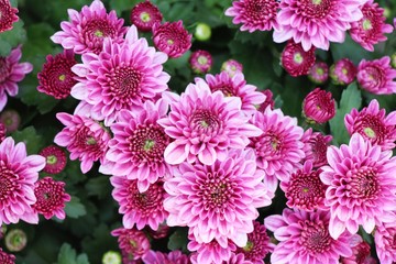 Chrysanthemums flower is beautiful in the garden