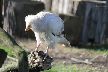 Vautour percnoptere