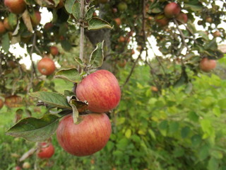 red apples on a tree in Hungary