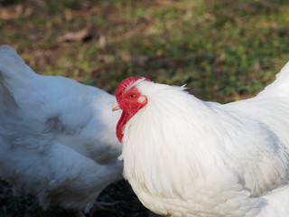 Gallus domesticus - Elégante poule suisse de la région d'Appenzell au plumage blanc picorant dans un jardin