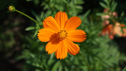 orange flower in the garden
